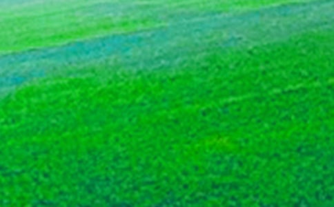 【熱門】美麗的田野作文4篇