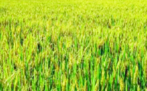 【熱】美麗的田野作文