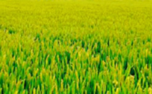 ��ϣ������Ұ������