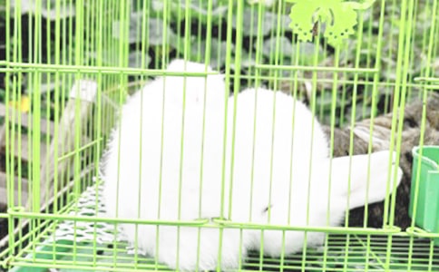 兔子養(yǎng)殖創(chuàng)業(yè)計(jì)劃書