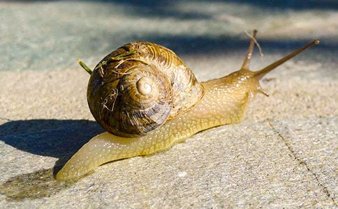 小學(xué)生蝸牛的作文錦集5篇