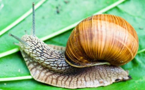 中班美術(shù)蝸牛教案