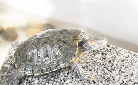 С������ӛ