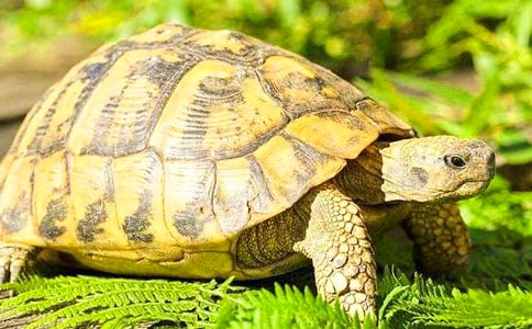 �Ҽҵ�С������ӛģ��