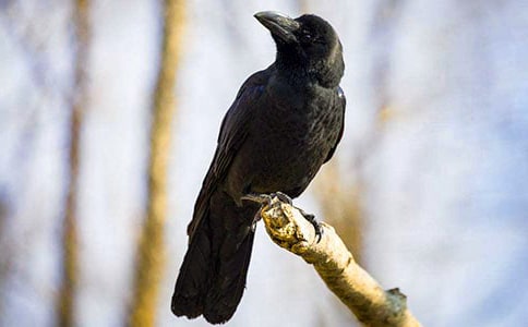 ��ɫ�Ğ��f����