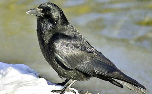 聰明的烏鴉之一