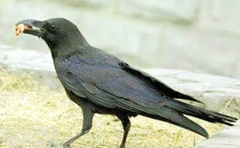 ���f���_�Ժ��m(x��)�����ģ����x36ƪ��