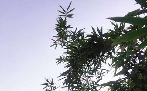 經(jīng)典正能量的午安語錄76條