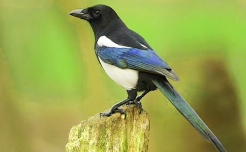 《樹(shù)和喜鵲》的教學(xué)設(shè)計(jì)