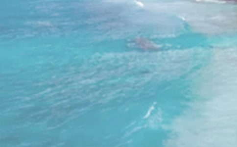 ���Ճ�(y��u)������[��(y��u)��]