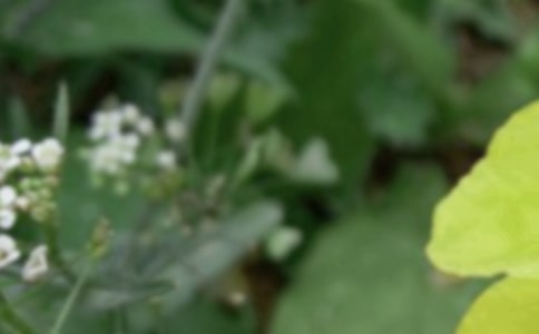 夏至句子簡(jiǎn)短_夏至唯美句子