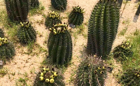 �P(gu��n)�ڈԏ���������������ƪ