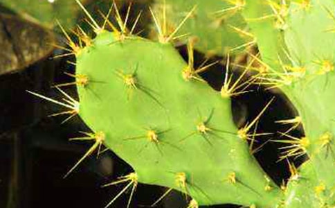 寫仙人掌的作文15篇