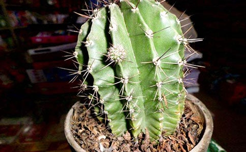 仙人掌狀物作文