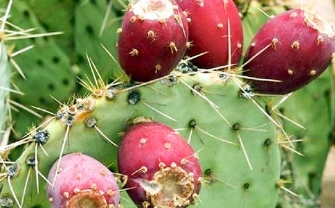 仙人掌日記三篇