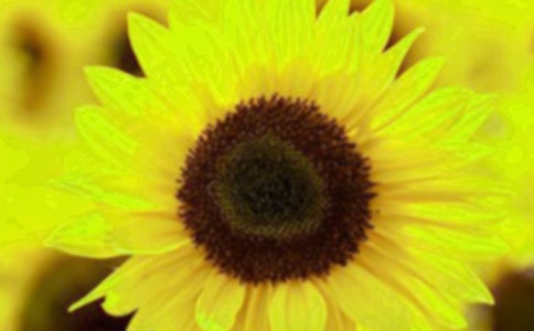 �茑���տ�����