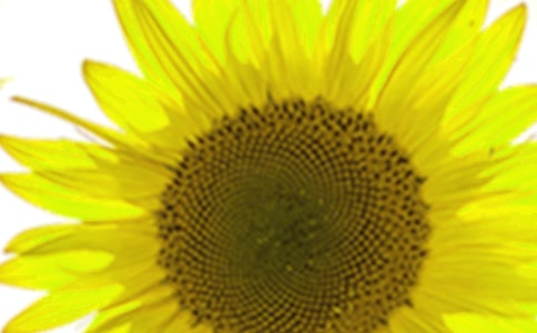 中班美術(shù)向日葵教案