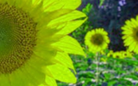 描寫(xiě)向日葵的優(yōu)秀作文