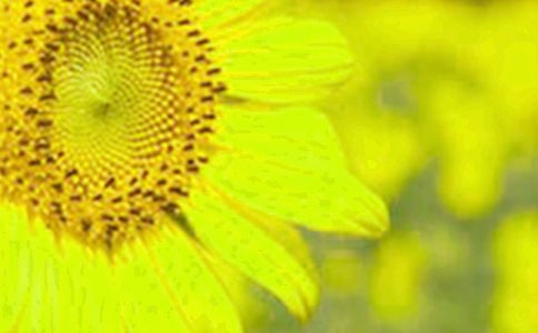 向日葵作文(優(yōu)秀)