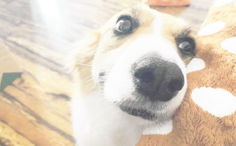 С����(y��u)������(ͨ��)