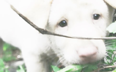 心愛的小狗作文