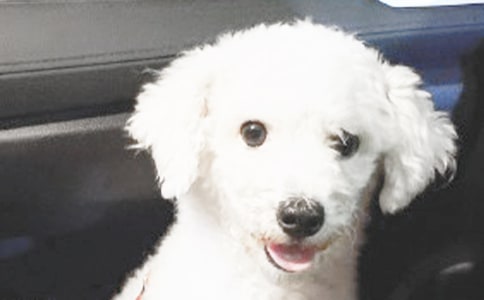 �ɐ۵�С������