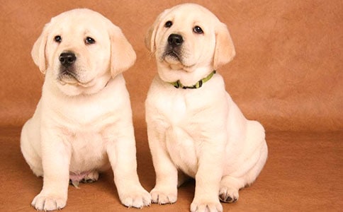 �ɐ۵�С��С�W����