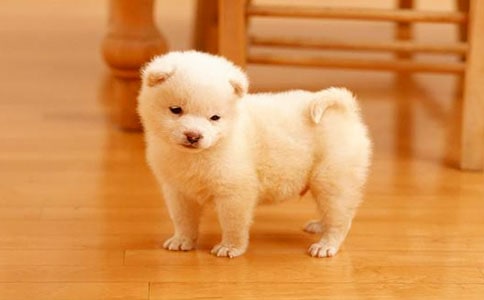 С����(y��u)�����ġ��᡿