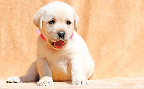 �ҵĄ�(d��ng)������С������300�֣�ͨ��70ƪ��