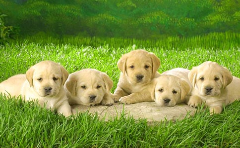 小狗優(yōu)秀作文【熱門】