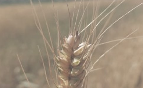 小麥種子購銷合同