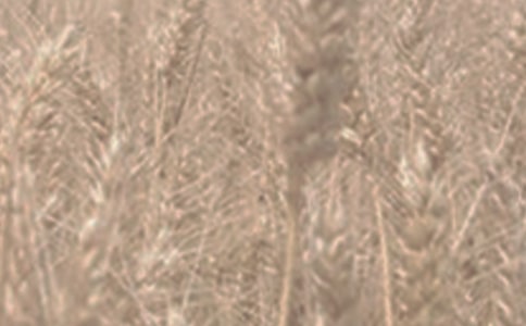 小麥赤霉病防控工作方案