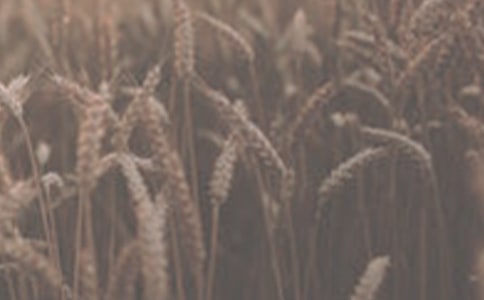 描寫冬天小麥的句子