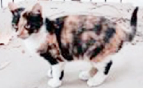 小貓優(yōu)秀作文匯編15篇