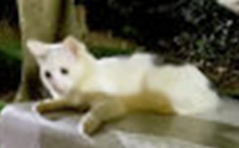 (����)С؈��(y��u)������