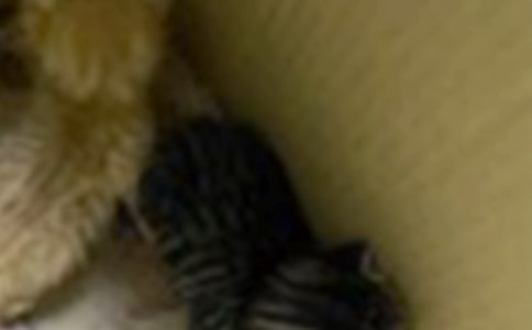 ����ϲ�g�Ą���С؈����