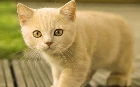 給小貓洗澡作文