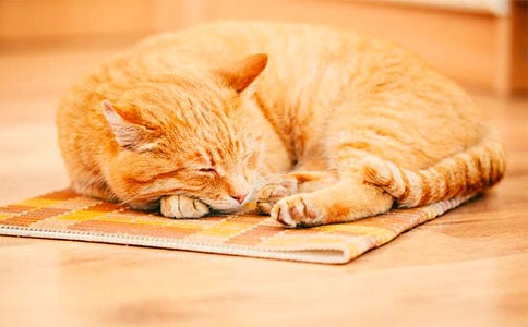 �ɐ۵�С؈�����ġ��᡿