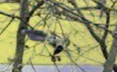 С�W(xu��)���g(sh��)��С�B�ļҡ��̰�8ƪ���]��