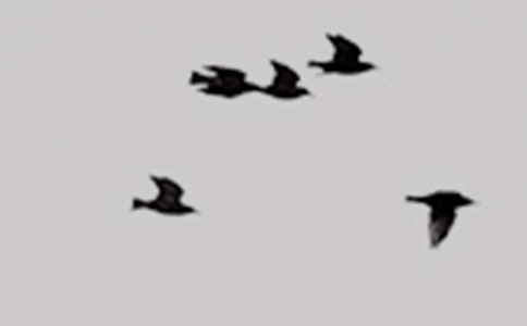 可憐的小鳥作文