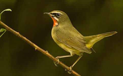 小鳥的訴說優(yōu)秀作文