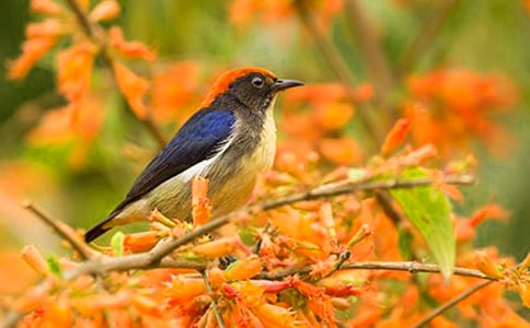 ��������һֻС�B