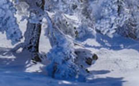 ��Сѩ������