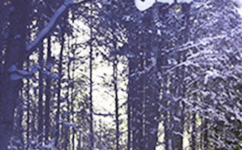 �茑Сѩ��������