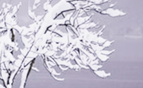 һ��Сѩ����