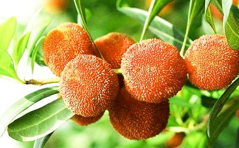 關(guān)于楊梅作文(15篇)