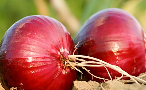 ���[�^�v�Uӛ����