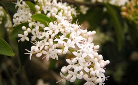 ҹ�������ĺϼ�15ƪ