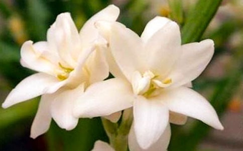 ҹ��������