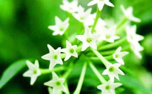 夜來(lái)香優(yōu)秀作文